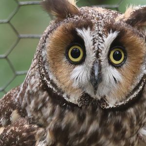 Long Eared Owl
