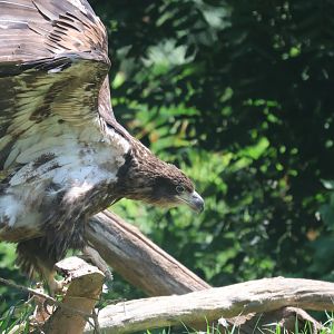 Juvenile Bald Eagle
