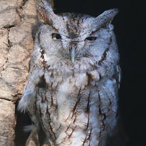 Eastern Screech Owl