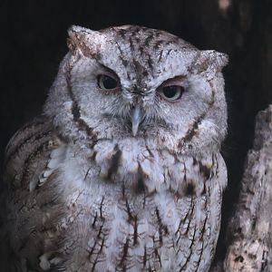 Eastern Screech Owl