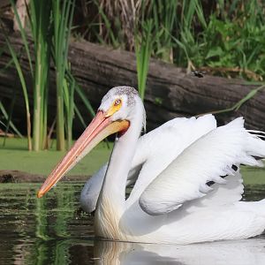 American Pelican