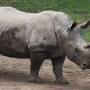White Rhinoceros