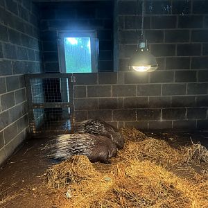 Meerkat / Porcupine Indoor Enclosure at Bridlington Animal Park (July 2024)