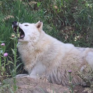 Jasper eating a flower