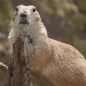 Black Tailed Prairie Dog