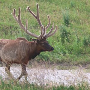 Elk