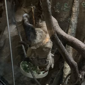 Two Toed Sloth