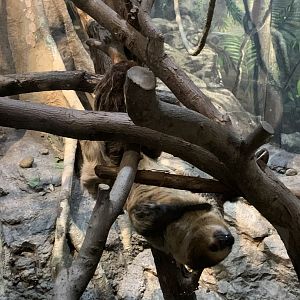 Two Toed Sloth