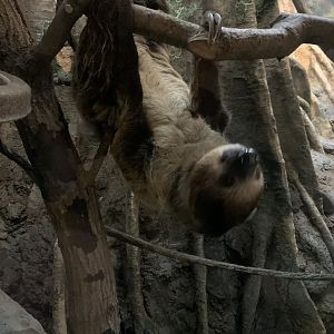 Two Toed Sloth