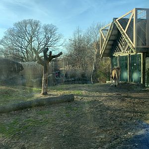 African Lion exhibit
