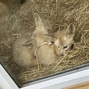 Fennec Foxes at Bridlington Animal Park (July 2024)