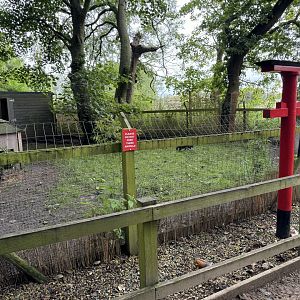 Raccoon Dog Enclosure at Bridlington Animal Park (July 2024)