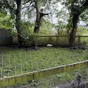 Raccoon Dog Enclosure at Bridlington Animal Park (July 2024)