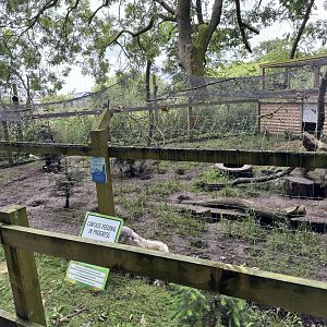 Arctic Fox Enclosure at Bridlington Animal Park (July 2024)