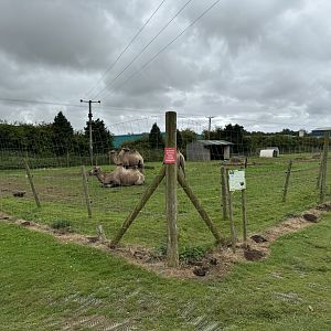 Bactrian Camel Enclosure at Bridlington Animal Park (July 2024)