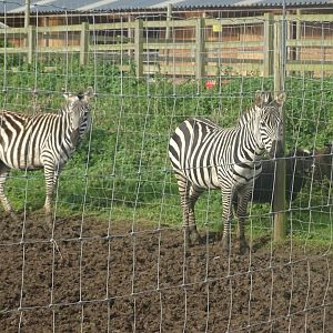 Grant's Zebras, 16th October 2023