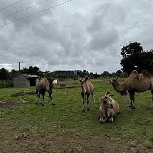 Bactrian Camel Enclosure at Bridlington Animal Park (July 2024)
