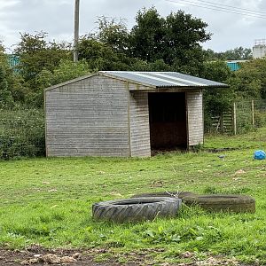 Bactrian Camel Shelter at Bridlington Animal Park (July 2024)
