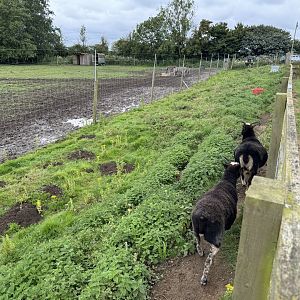 Goat Enclosure at Bridlington Animal Park (July 2024)