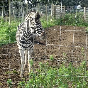 Chapman's Zebra, 16th October 2023