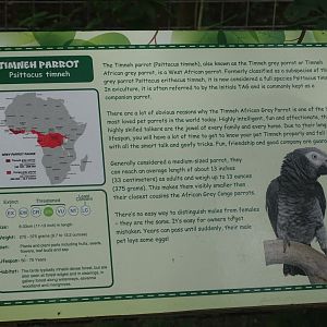 Timneh Grey Parrot signage, 16th October 2023