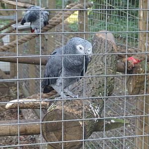 Timneh Grey Parrot in foreground, 16th October 2023