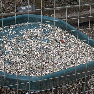 Parrot feeding station, 16th October 2023