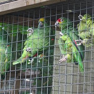 Amazon parrots, 16th October 2023