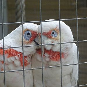 Long-billed Corellas, 16th October 2023