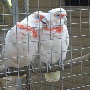 Long-billed Corellas, 16th October 2023
