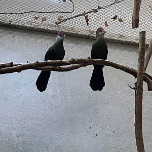 Red-Crested Turacos