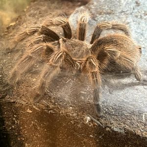 Chilean Rose-Hair Tarantula