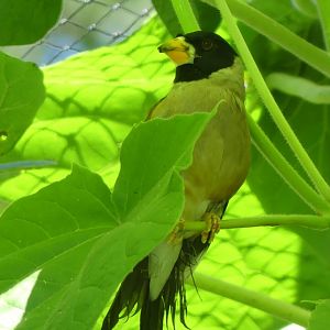 Chinese Grosbeak - Newquay Zoo - 18.07.24