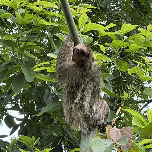 Brown-throated sloth