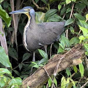 Bare-throated tiger heron