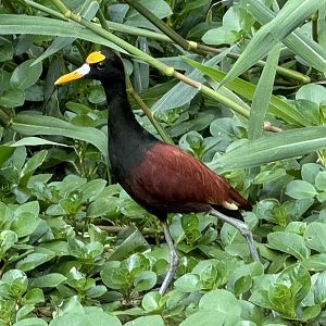 Northern jacana