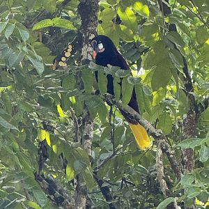 Montezuma oropendola