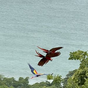 Scarlet macaws
