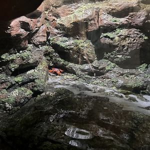 Sally Lightfoot Crab (7/3/24)