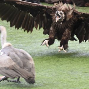 Cinereous Vulture (Aegypius monachus)