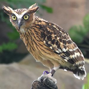 Buffy Fish Owl (Ketupa ketupu)