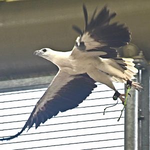 White-bellied Sea Eagle (Icthyophaga leucogaster)