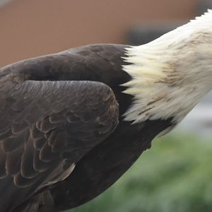 Bald Eagle (Haliaeetus leucocephalus)