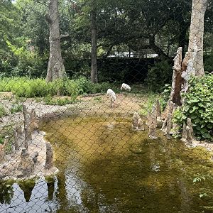 Whooping Cranes (7/3/24)