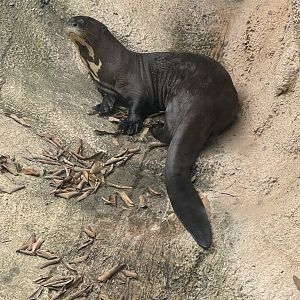 Giant Otter (7/3/24)