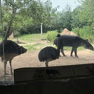 South America's Pantanal - Greater Rhea and Baird's Tapir (7/3/24)