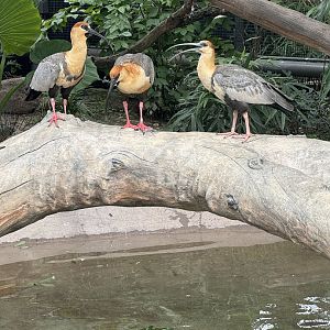 Black-Faced Ibis (7/3/24)