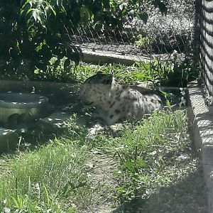 Snow Leopard - Misha