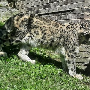 Snow Leopard- Sombra