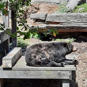 American Black Bear- V